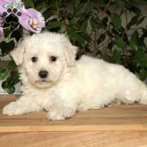 Danny, Bichon Frise Puppy