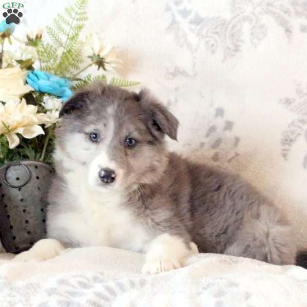 Darla, Border Collie Puppy