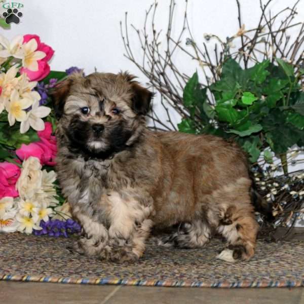 Davey, Havanese Puppy