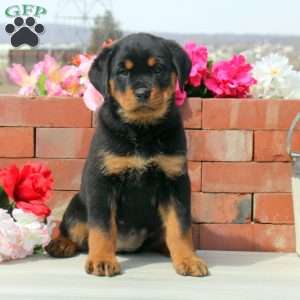 a Rottweiler puppy named Davina