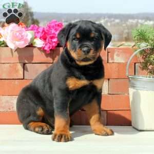 a Rottweiler puppy named Dawson