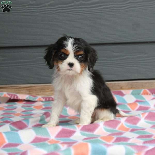 Daxton, Cavalier King Charles Spaniel Puppy