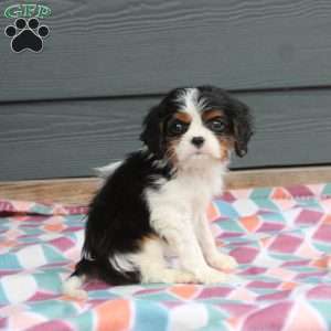Daxton, Cavalier King Charles Spaniel Puppy
