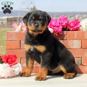 a Rottweiler puppy named Declan