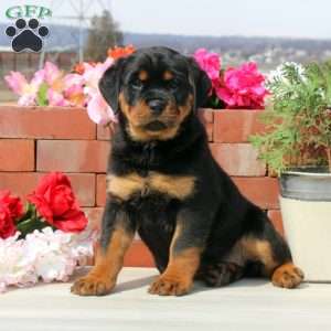 a Rottweiler puppy named Delta