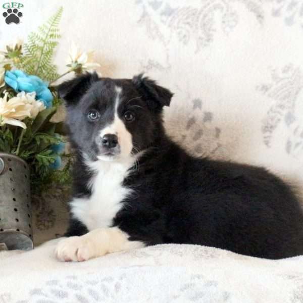 Diane, Border Collie Puppy