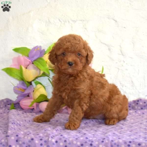 Dill, Miniature Poodle Puppy