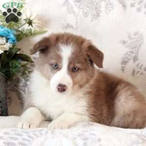 Dillon, Border Collie Puppy