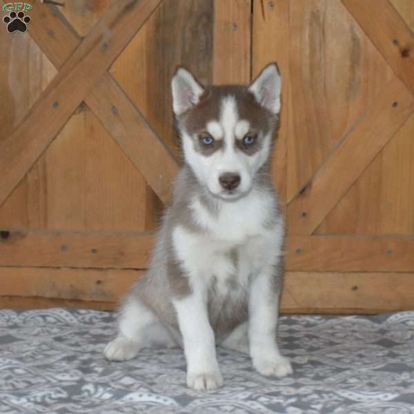 Dolly, Siberian Husky Puppy