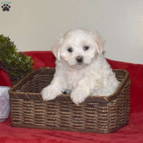 Duke, Maltese Puppy