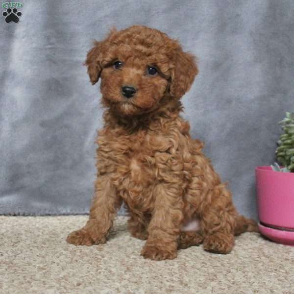 Duke, Cockapoo Puppy