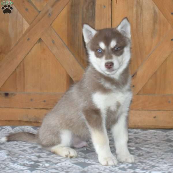 Duke, Siberian Husky Puppy