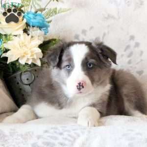 Duke, Border Collie Puppy