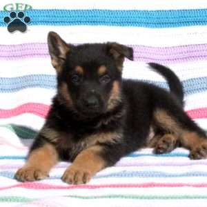 Dustin, German Shepherd Puppy