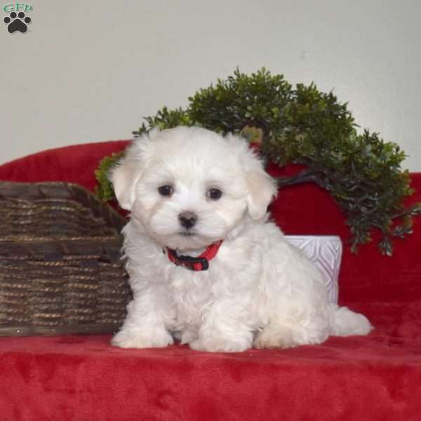 Dylan, Maltese Puppy