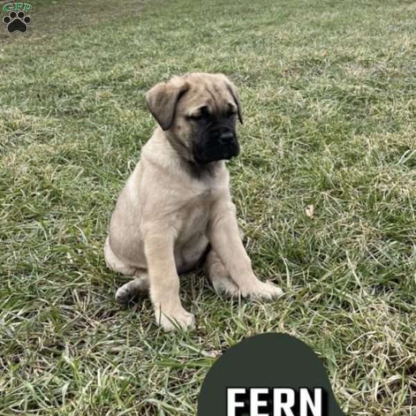 Fern, English Mastiff Puppy