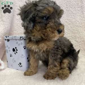 River, Miniature Poodle Puppy