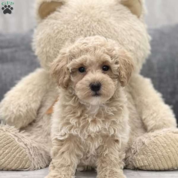 Lonnie, Bich-poo Puppy