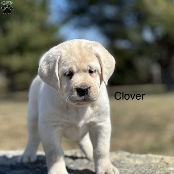 Clover, Yellow Labrador Retriever Puppy
