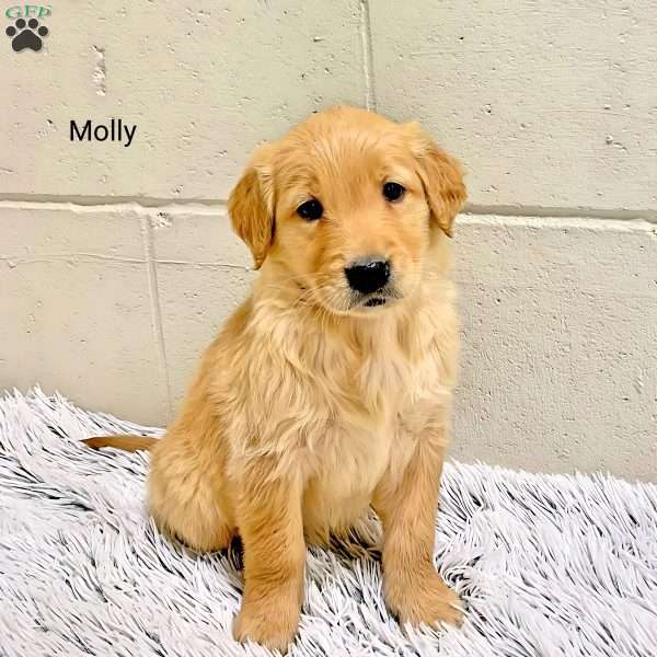 Molly, Golden Retriever Puppy