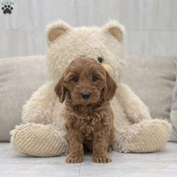 Samson, Cockapoo Puppy