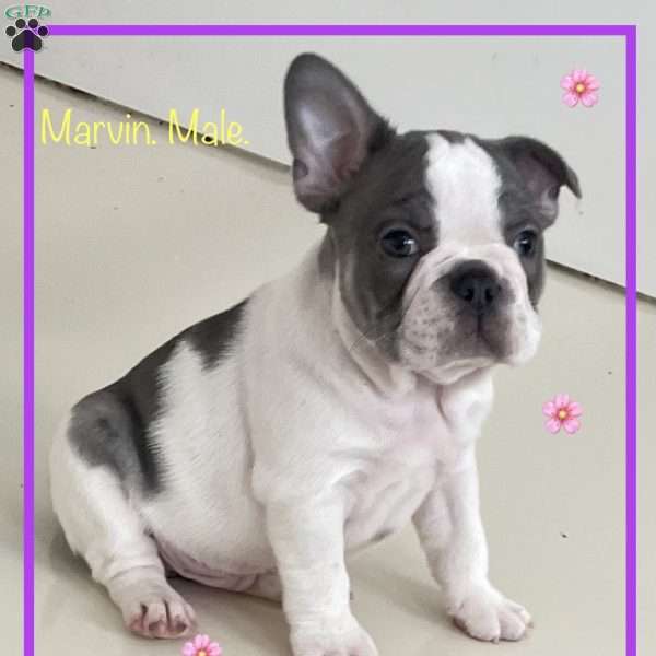 Marvin., French Bulldog Puppy