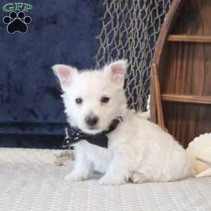 Eldon, West Highland Terrier Puppy