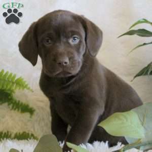 Ella, Chocolate Labrador Retriever Puppy