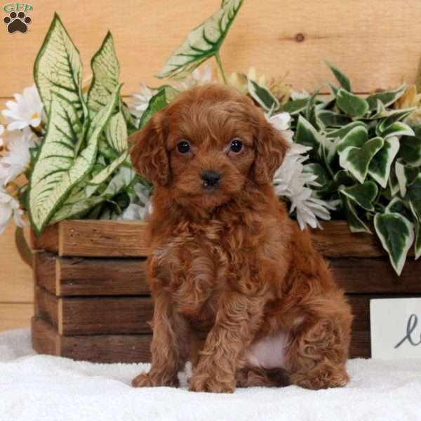 Eloise, Cavapoo Puppy