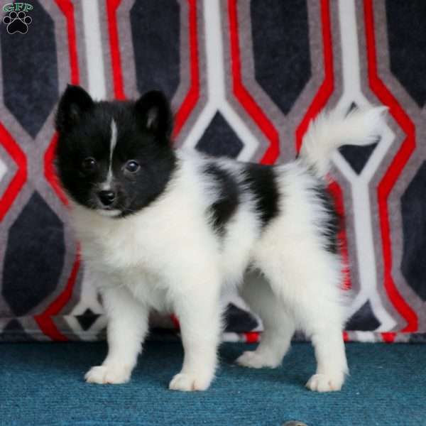 Elsie, Pomsky Puppy