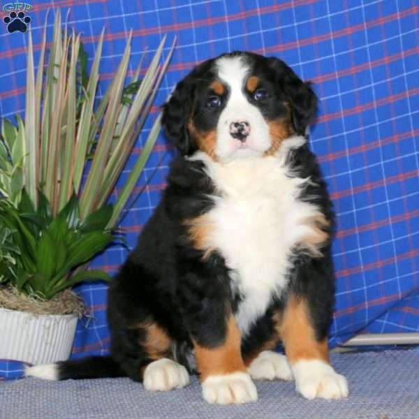 Emily, Bernese Mountain Dog Puppy