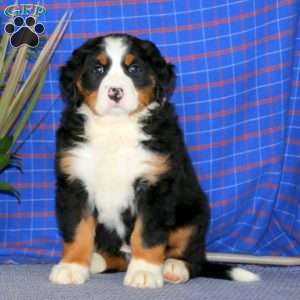 Emily, Bernese Mountain Dog Puppy