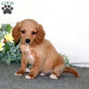 Eric, Mini Labradoodle Puppy