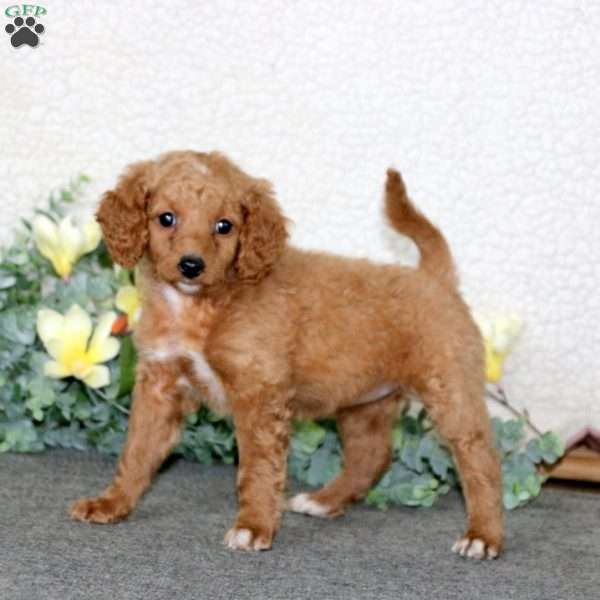 Esther, Mini Labradoodle Puppy
