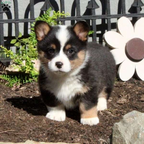 Ezra, Pembroke Welsh Corgi Puppy