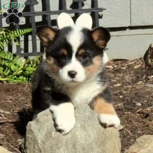 Ezra, Pembroke Welsh Corgi Puppy