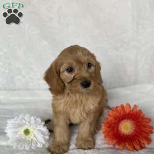 Sunny, Mini Goldendoodle Puppy