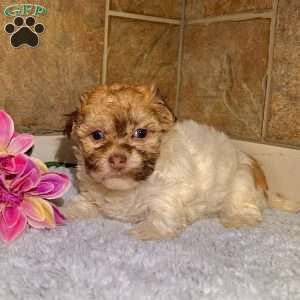 Roxy, Havanese Puppy