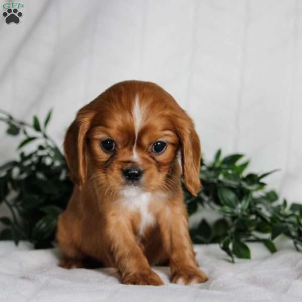 Stella, Cavalier King Charles Spaniel Puppy