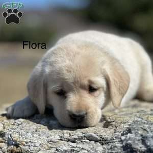 Flora, Yellow Labrador Retriever Puppy