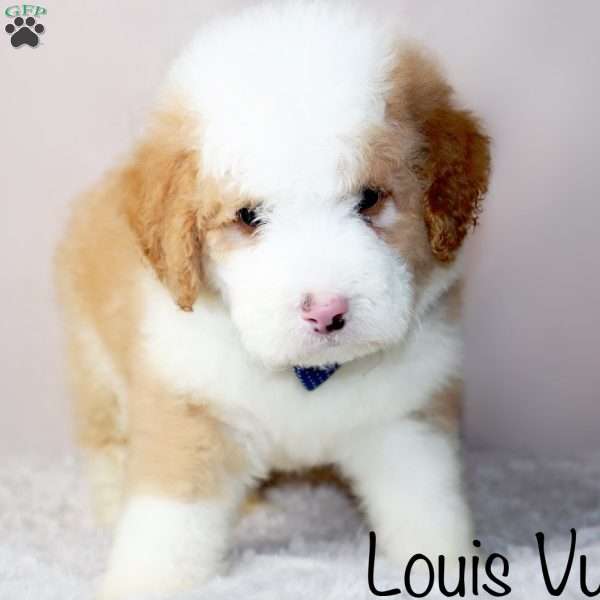 Louis Vuitton, Mini Bernedoodle Puppy