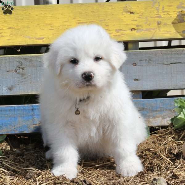 Marshall, Great Pyrenees Puppy