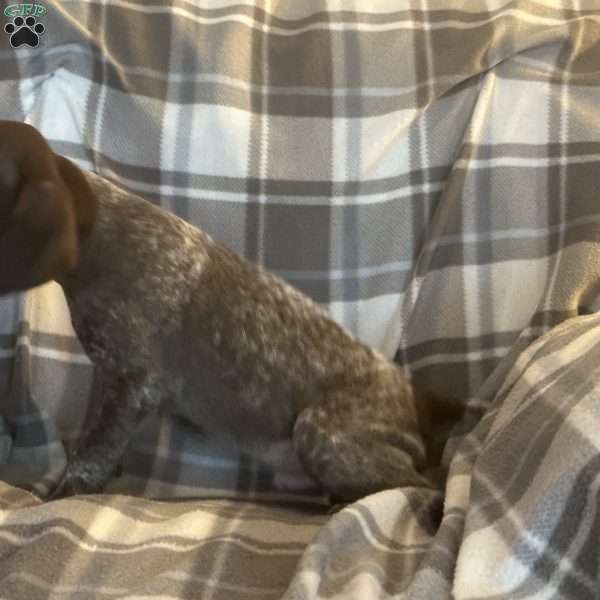 Timber, German Shorthaired Pointer Puppy
