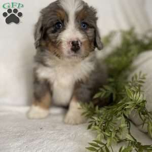 Bailey, Mini Bernedoodle Puppy