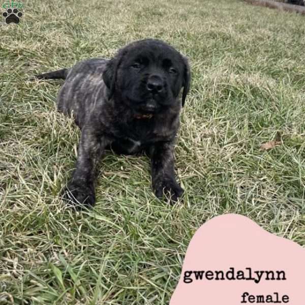 Gwendolyn, English Mastiff Puppy