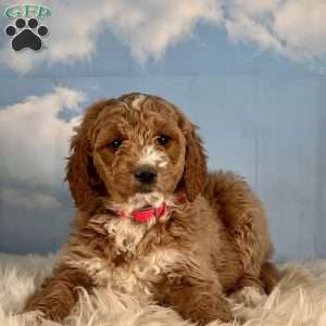 Mandy, Goldendoodle Puppy