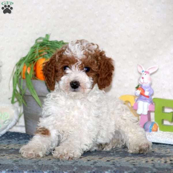 Fargo, Miniature Poodle Puppy