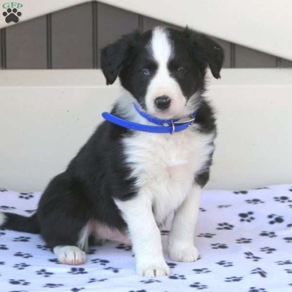 Border Collie Mix Puppies For Sale