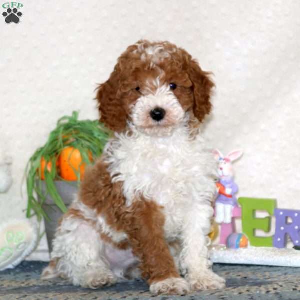 Frankie, Miniature Poodle Puppy