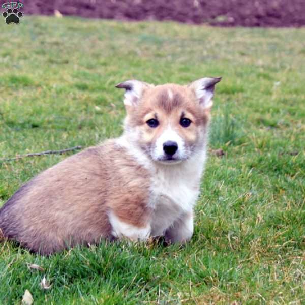 Frido, Pembroke Welsh Corgi Puppy